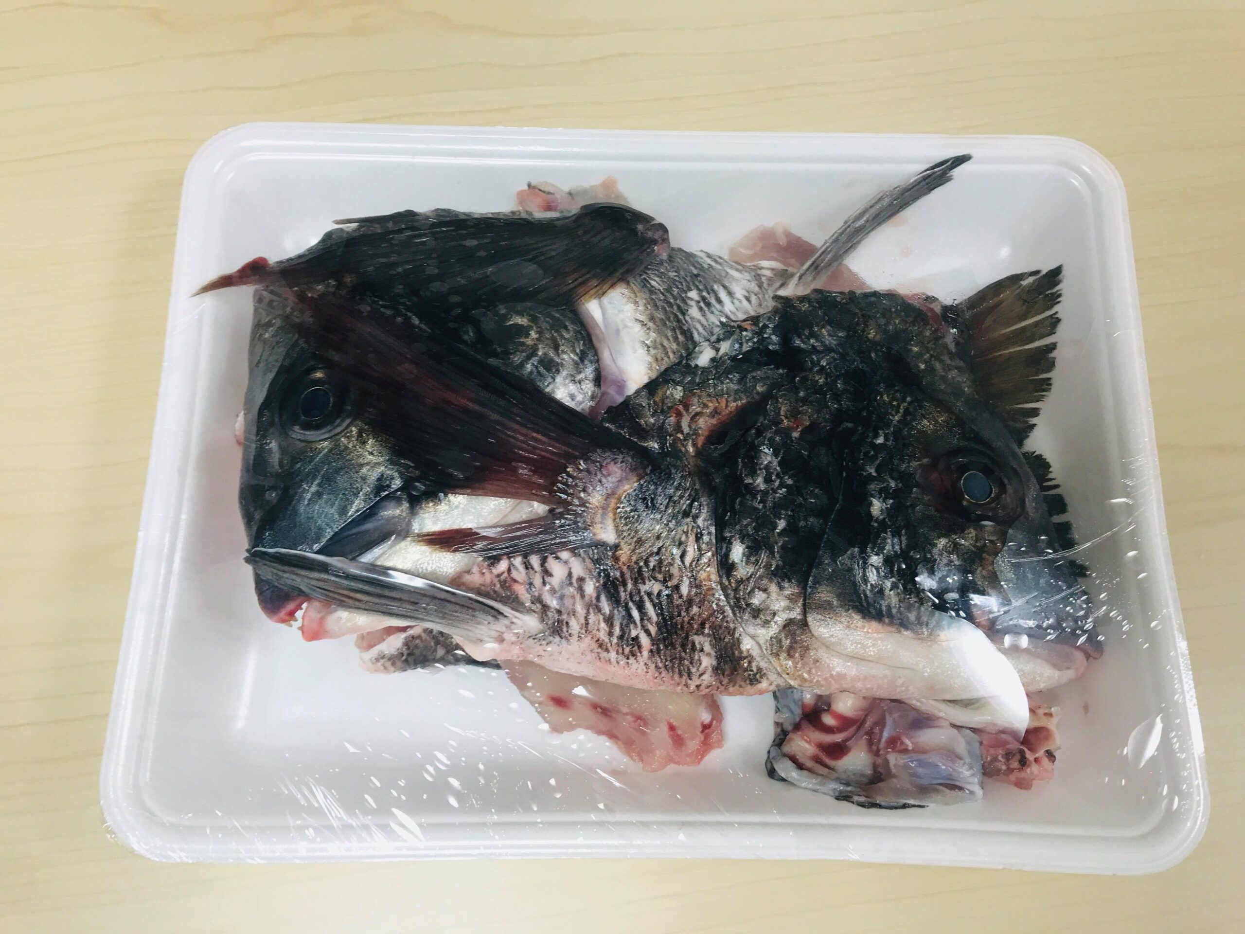 チヌ 黒鯛 クロダイ